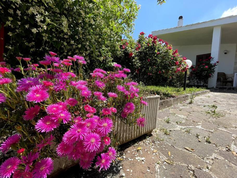Rose Country Villa Cassano delle Murge Dış mekan fotoğraf